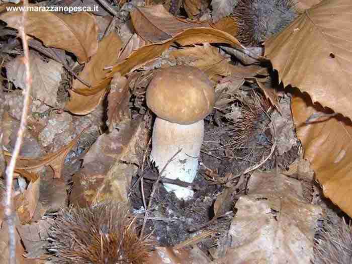  Image name: 123 Porcino.jpg 
 width: 700 pixel 
 height: 525 pixel 
 Size: 33882 bytes 
 Click to enlarge 